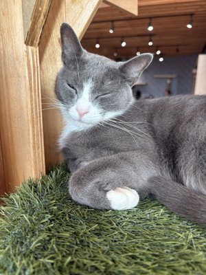 Kokoro Cat Café by null