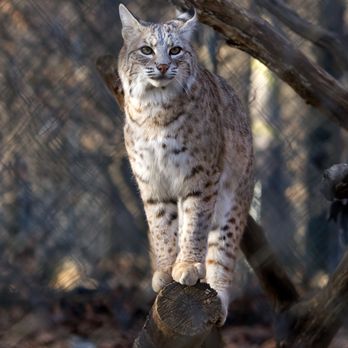 Lakota Wolf Preserve - Bobcat - Zoos Near Me - Columbia, New Jersey Lakota Wolf Preserve - Bobcat - Zoos Near Me - Columbia, New Jersey