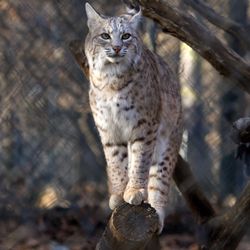 Lakota Wolf Preserve - Bobcat