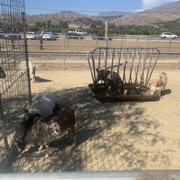 Petting zoo Petting zoo