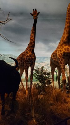 Wonders Of Wildlife National Museum & Aquarium by null