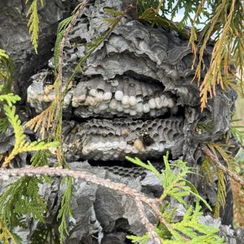 Sleep-Easy Pest Solutions - Inside of wasp nest, the nursery is exposed - Pest Control Near Me - Lumberton, New Jersey Sleep-Easy Pest Solutions - Inside of wasp nest, the nursery is exposed - Pest Control Near Me - Lumberton, New Jersey