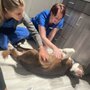 Photo of Flowertown Animal Hospital