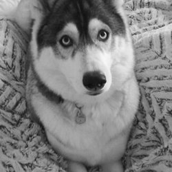 Kayla Marie's Pet Sitting - My personal fur baby, Ava.
