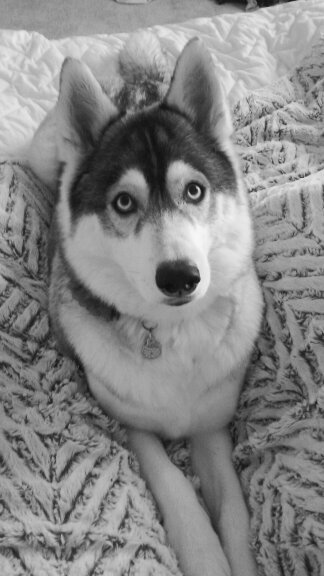 Kayla Marie's Pet Sitting - pet boarding facility in Fort Worth, TX