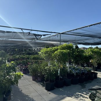 Calloway's Nursery - Nurseries & Gardening Near Me - Fort Worth, Texas Calloway's Nursery - Nurseries & Gardening Near Me - Fort Worth, Texas