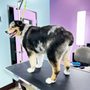 Photo of The Pampered Pet Grooming & Spa