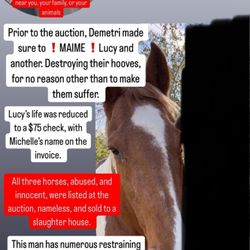 Demetri Guidry Farrier Services and Horse Flipper