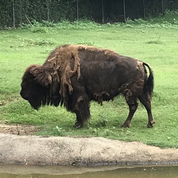 Caldwell Zoo - Bison! - Zoos Near Me - Tyler, Texas Caldwell Zoo - Bison! - Zoos Near Me - Tyler, Texas