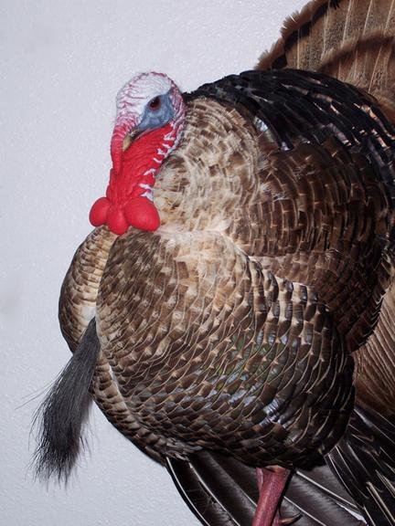 Bird and Wildlife Design - taxidermy in Brighton, CO