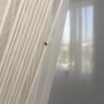 Irvine Marriott - Bed bug crawling up the curtain and the front desk didn't do nothing about it. Thanks for nothing. - Hotels Near Me - Irvine, California Irvine Marriott - Bed bug crawling up the curtain and the front desk didn't do nothing about it. Thanks for nothing. - Hotels Near Me - Irvine, California