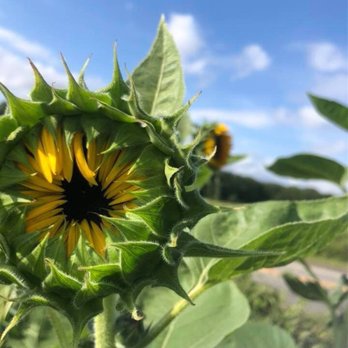 Lyndale Farms - Sunflowers - Farmers Market Near Me - Bolton, Connecticut