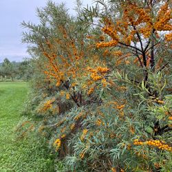The Healing Arc - You pick sea buckhorn berries