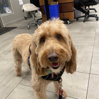 Veterinary Emergency Group - Emergency Pet Hospital Near Me - Chicago, Illinois Veterinary Emergency Group - Emergency Pet Hospital Near Me - Chicago, Illinois