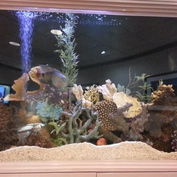 Starpoint Health - Nicw relaxing fish tank in the waiting room. - Cosmetic Surgeons Near Me - Studio City, California Starpoint Health - Nicw relaxing fish tank in the waiting room. - Cosmetic Surgeons Near Me - Studio City, California