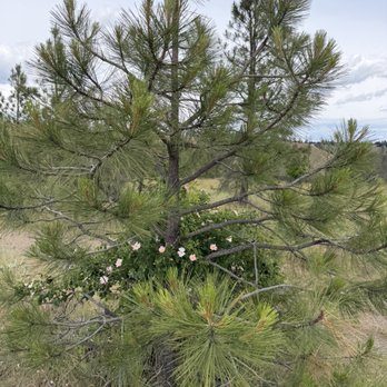 PNW Guided Trail Rides - Horseback Riding Near Me - Spokane, Washington PNW Guided Trail Rides - Horseback Riding Near Me - Spokane, Washington