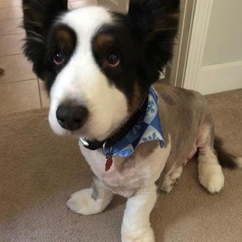 Puppies Galore & More - Welsh Corgi Cardigan groomed 1/13/2018 - Pet Stores Near Me - Jacksonville, Florida Puppies Galore & More - Welsh Corgi Cardigan groomed 1/13/2018 - Pet Stores Near Me - Jacksonville, Florida