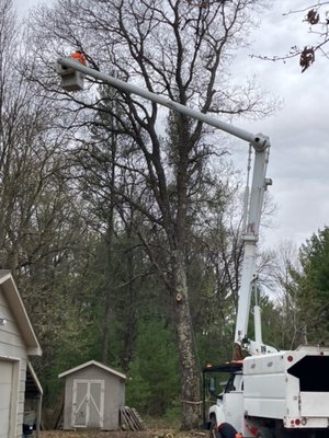 Tree Removal - This large Red Oak was a hazard to the surrounding structures and needed to be removed. We utilized Anzi and ISA standards to safely remove this tree. Tree Removal - This large Red Oak was a hazard to the surrounding structures and needed to be removed. We utilized Anzi and ISA standards to safely remove this tree.