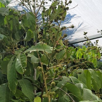 Shamus O'leary's Tropical Fruit Trees - Nurseries & Gardening Near Me - Phoenix, Arizona Shamus O'leary's Tropical Fruit Trees - Nurseries & Gardening Near Me - Phoenix, Arizona