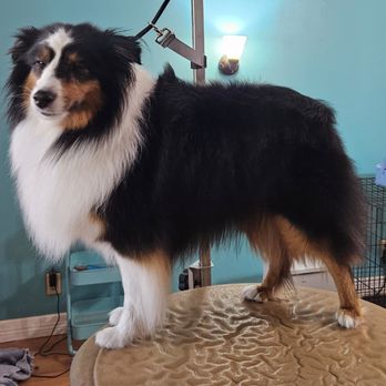 Fancy Fluff Grooming - Pet Groomers Near Me - San Angelo, Texas Fancy Fluff Grooming - Pet Groomers Near Me - San Angelo, Texas