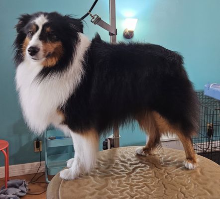 FANCY FLUFF GROOMING - Updated December 2025 - 28 Photos - 313 E 19th ...