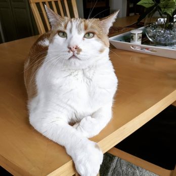 Super Pet Nannies - Beautiful Ellie! With her big paws, and 5 toes! :) - Pet Sitting Near Me Super Pet Nannies - Beautiful Ellie! With her big paws, and 5 toes! :) - Pet Sitting Near Me