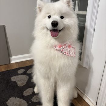 My Cute Pawz - Cloud - Pet Groomers Near Me - Lawrenceville, Georgia My Cute Pawz - Cloud - Pet Groomers Near Me - Lawrenceville, Georgia