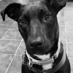 Williamsport Pet Care - Williamsport pa pet trainer, walker, and sitter!