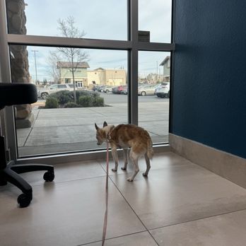 Allure Veterinary Partners - Emma - Veterinarians Near Me - Rancho Cordova, California