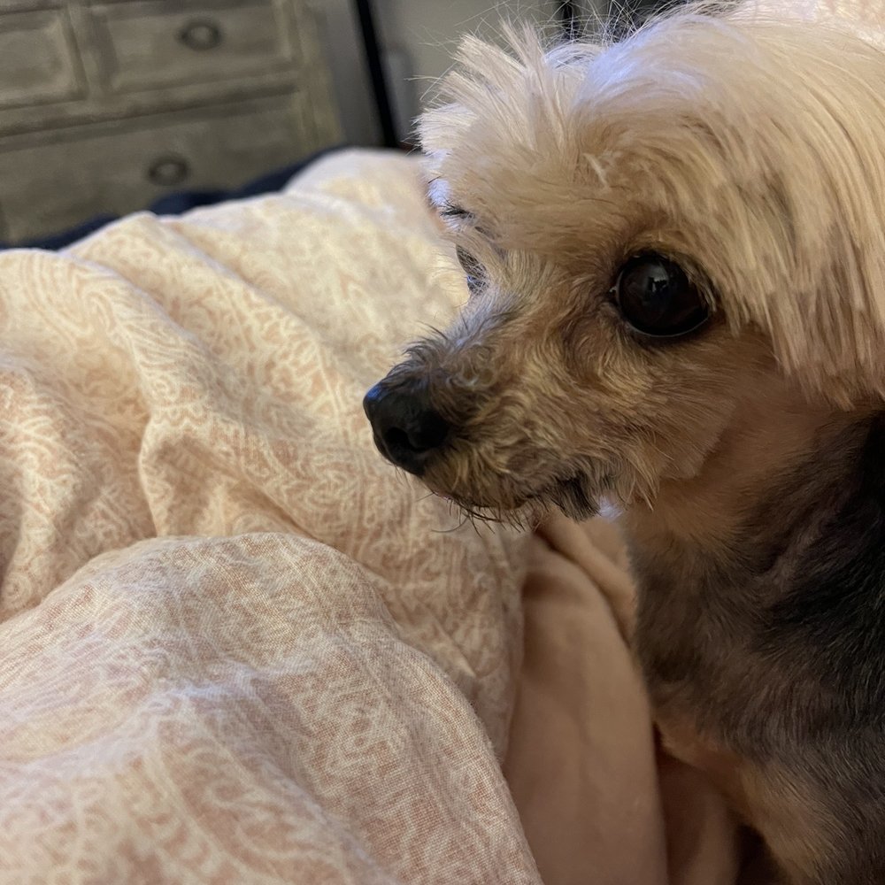 Bubble’s Dog Grooming - Very uneven cut all over her body (see her lower jaw) - Pet Groomers Near Me - Oakland, California Bubble’s Dog Grooming - Very uneven cut all over her body (see her lower jaw) - Pet Groomers Near Me - Oakland, California