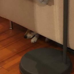 Dog hiding Dog hiding