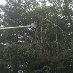 My oak tree was a mess