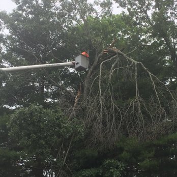 Dillon Tree Service - My oak tree was a mess - Tree Services Near Me - Shrewsbury, Massachusetts
