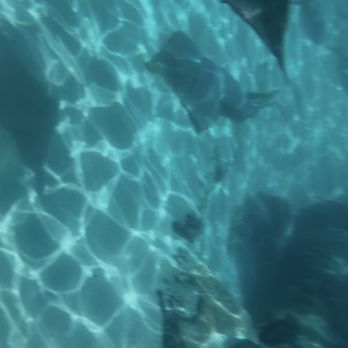 Discovery Cove - Amusement Parks Near Me - Orlando, Florida