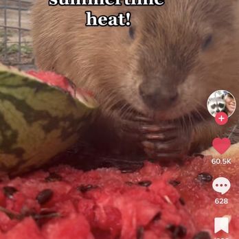 Yak's Produce - a picture of a watermelon eating a watermelon - Farmers Market Near Me - Farmerville, Louisiana Yak's Produce - a picture of a watermelon eating a watermelon - Farmers Market Near Me - Farmerville, Louisiana
