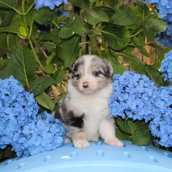 BFF Aussies - Pet Breeders Near Me BFF Aussies - Pet Breeders Near Me