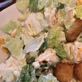 Outback Steakhouse - You can see the bug if you zoom up. It's on the lettuce. - Steakhouses Near Me - Stafford, Virginia Outback Steakhouse - You can see the bug if you zoom up. It's on the lettuce. - Steakhouses Near Me - Stafford, Virginia