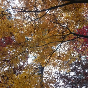 Smith-Gilbert Gardens - Stunning fall color! (Non-stunning cell phone photo.) November 2012. - Botanical Gardens Near Me - Kennesaw, Georgia