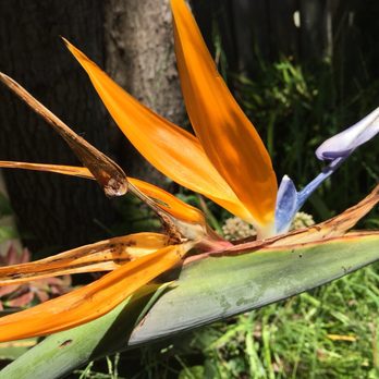 Mr. Pavers - Birds of Paradise in the old and new backyards - Masonry/Concrete Near Me - San Ramon, California Mr. Pavers - Birds of Paradise in the old and new backyards - Masonry/Concrete Near Me - San Ramon, California