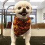 Photo of Shaggy Dogs Grooming
