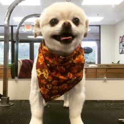 Shaggy Dogs Grooming