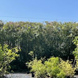 user provided Bamboo Man photo