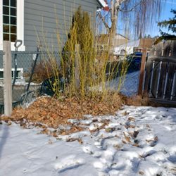 D T Gardening - No.more dead wood in this dogwood