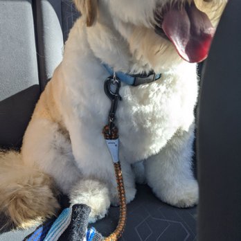 D Pet Hotels Arcadia - Brodie after his cut. - Pet Boarding Near Me - Phoenix, Arizona