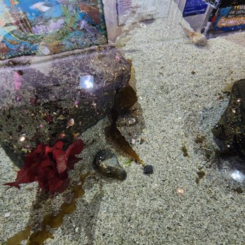 Sitka Sound Science Center - Aquariums Near Me - Sitka, Alaska Sitka Sound Science Center - Aquariums Near Me - Sitka, Alaska