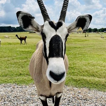 Tennessee Safari Park - Parks Near Me - Alamo, Tennessee