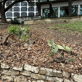 Lady Bird Lake - Cactus - Hiking Near Me - Austin, Texas