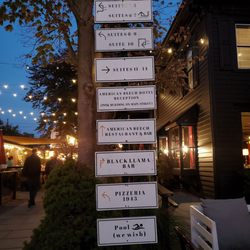 American Beech - Signs - 10/13/2024