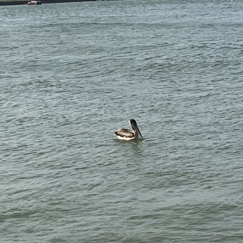 Roberts Point Park - Pelican - Parks Near Me - Port Aransas, Texas Roberts Point Park - Pelican - Parks Near Me - Port Aransas, Texas