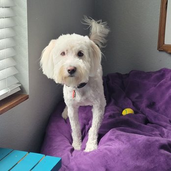 Bath Brush Express - Pet Groomers Near Me - Chandler, Arizona